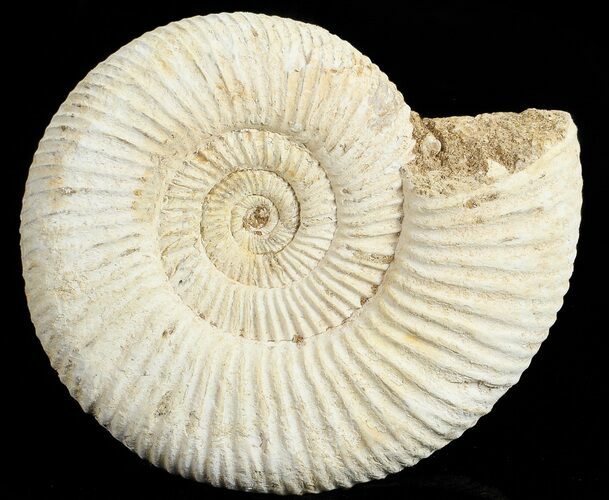 Perisphinctes Ammonite - Jurassic #68207